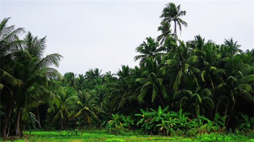 临高县马袅乡属于哪个区（内地人去临高马袅湾过冬都外省人在哪个地方买房）